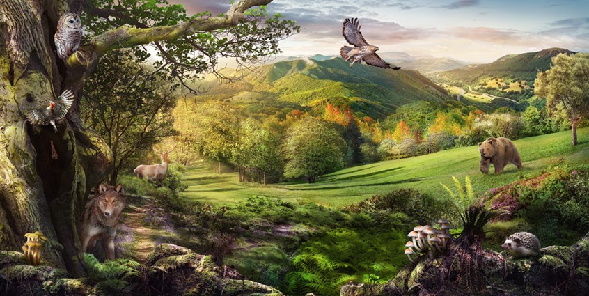 medical illustration of A scientific illustration depicts a Continental Climate. The artwork is made with the photos provided by Asset Library Pearson.
The client's request was to show the forest of broadleaf trees, ferns, rhododendrons, mushrooms and mammals: wolves, deer, bears, hedgehogs and birds including woodpeckers, hawks and owls.