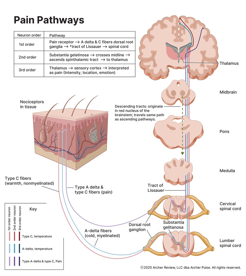 medical illustration of Pain Pathways through the brain and spinal column to the skin and muscles.
Keywords: brain, pain, skin, pathways