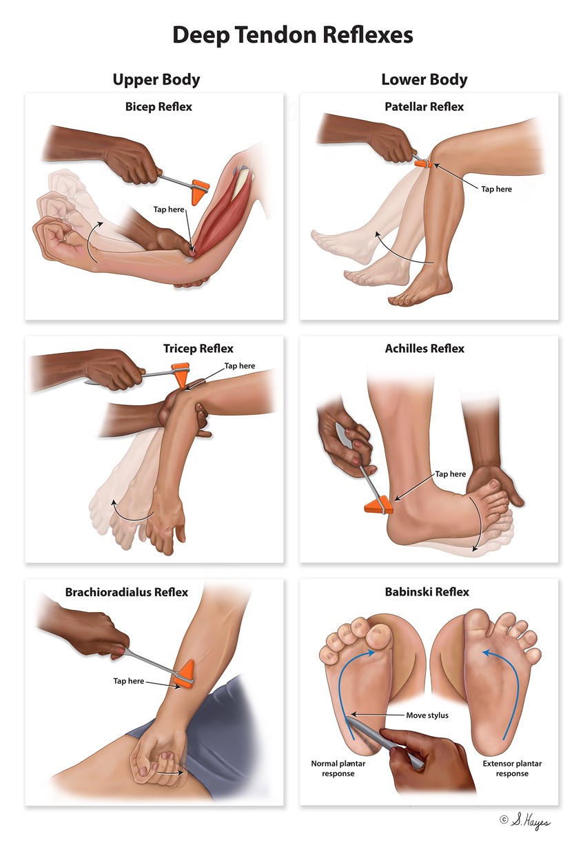 medical illustration of Depicts deep tendon reflexes used to assess nervous system integrity. These are involuntary responses that originate in the brainstem or spinal cord.
