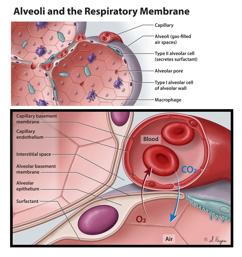 medical illustration of The respiratory membrane. Highlights the exchange of oxygen and carbon dioxide between the capillaries and the alveoli.
Keywords: lungs, alveoli, respiratory