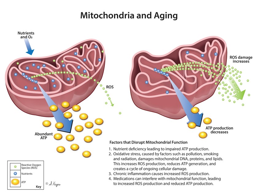 medical illustration of A breakdown of the main factors causing aging in mitochondria, which can lead to brain diseases, along with everything else that goes with aging.
Keywords: mitochondria, aging, Reactive Oxygen Species