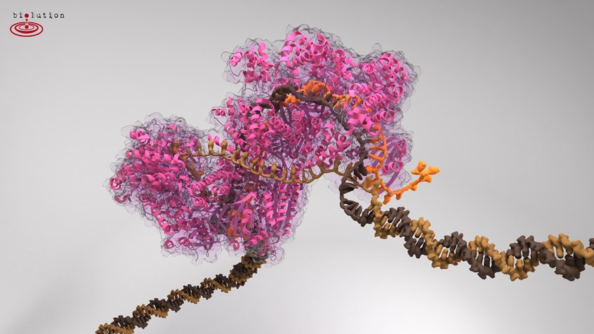 medical illustration of Emmanuelle Charpentier explored a mysterious bacterial mechanism, which protects bacteria from bacteriophages. This led her to discover the gene editing mechanism of CRISPR/Cas9 in Streptococcus pyogenes a bacterium known to cause bronchitis in humans. Only a few years later scientific publications are full with new and innovative applications of gene editing and almost every lab around the world uses gene editing now, exploring applications to tackle genetic diseases.