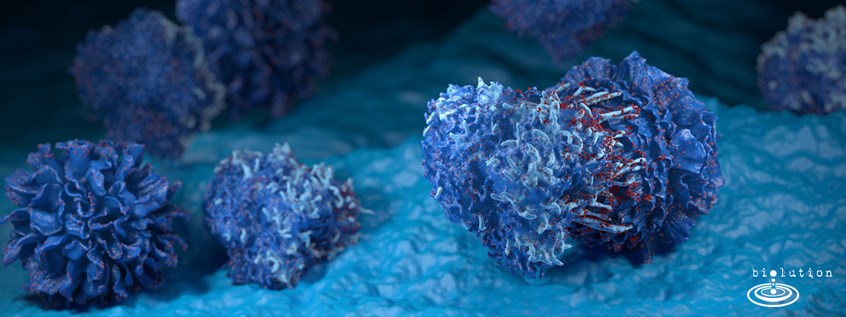 medical illustration of Dendritic cells are part of the immune system and have their function in antigen presentation. As you see both cell types are strongly interacting with each other as antigen material is presented to the T cells. The dendritic cells having the key role as messenger between the innate and adaptive immune system are giving the T cells the possibility of producing antibodies and attack the pathogen directly.