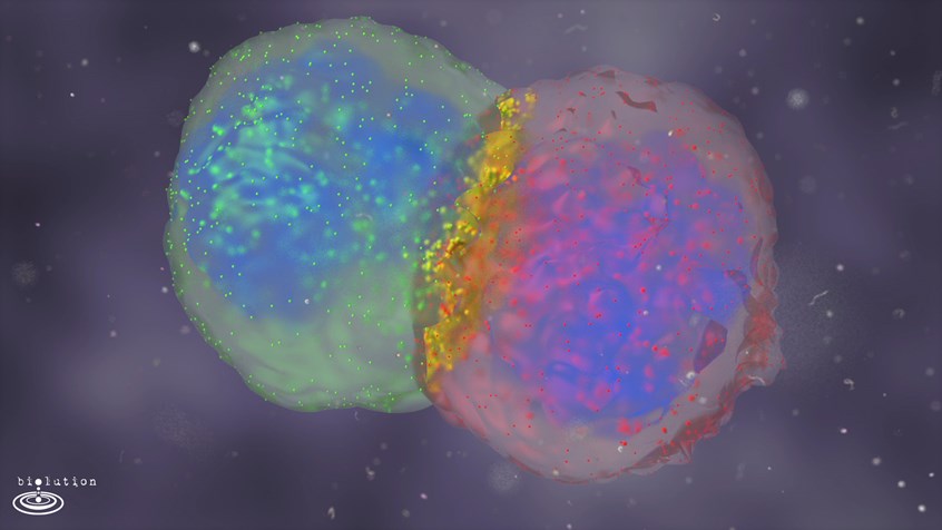 medical illustration of Cells in our bodies are constantly interacting with each other, signals pass between cells when they touch, but also long distance by soluble factors. The complexity of cell-cell interactions are increasingly addressed with “omics” approaches, investigating not isolated molecules and pathways, but their interplay on gene expression, protein modification and metabolic changes. The video was produced using the visualization platform of us developed with advice by scientists.