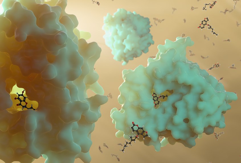 medical illustration of Cytochrome P450 3A4 (CYP3A4) is an enzyme responsible for degrading many compounds (xenobiota). Grapefruit contains several chemicals, including bergamottin and nirangin visualised here, which bind and block the active site of CYP3A4. This can increase the level of therapeutics in patients and therefore cause severe side effects, possibly interferring with chemotherapeutics.