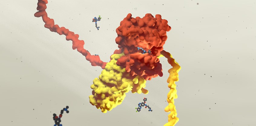 medical illustration of Tyrosinekinase domains of EGFR/HER3 inhibited by afatinib.
The main driver mutation in cancer is in the RAS gene cluster where RAS acts like a oncogene. Medicaments with ingrdients like the pan ERBB-inhibitor afatinib which binds in the tyrosine kinase domain of EGFR (red) and switches
proliferative signals off stopping further tumor growth.