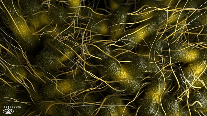 medical illustration of Escherichia coli are Gram-negative, facultative anaerobic, rod-shaped, coliform bacteria that are commonly found in the lower intestine of warm-blooded organisms. Most strains are harmless, but some serotypes can cause serious food poisoning in their host. The harmless strains are part of the normal microbiota of the gut, and can benefit their hosts by producing vitamin K2 and preventing colonization of the intestine with pathogenic bacteria.