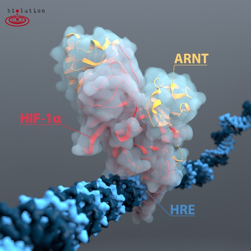 HIF-1a in complex with ARNT on DNA Animation by biolution | Medical ...