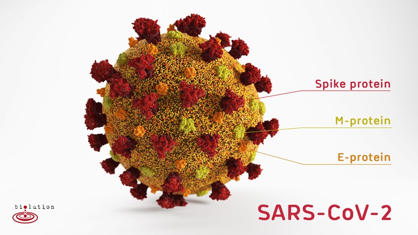 medical illustration of The new coronavirus SARS-CoV-2 with its main components of the virion Spike, m and e protein. All proteins are modelled from published structural data.