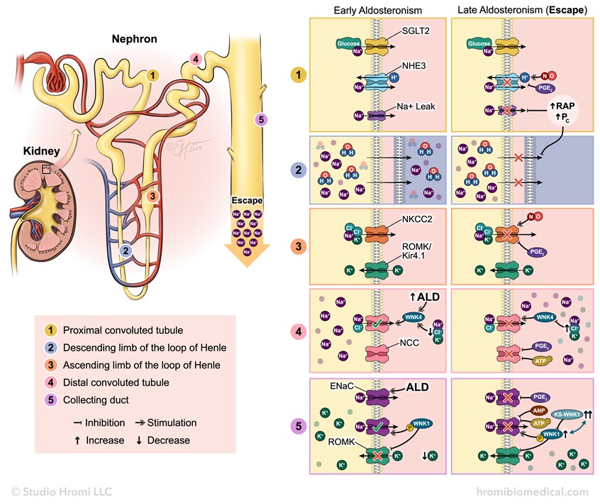 medical illustration of Graphical abstract for an article titled