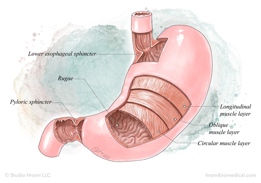 medical illustration of A watercolor-style illustration with cutaways showing the sphincters and muscular layers of the human stomach. Illustrated for