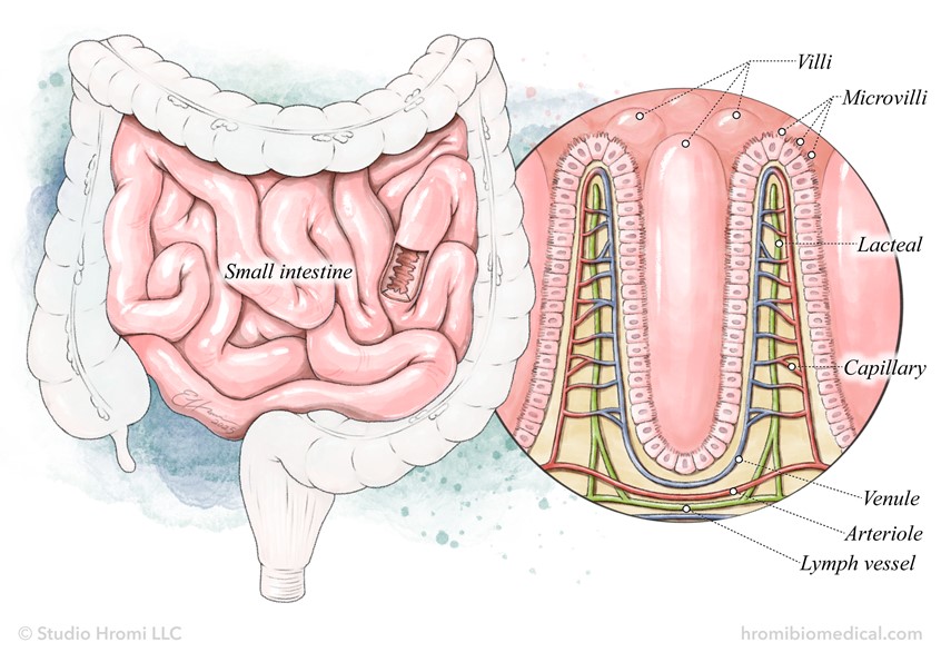 medical illustration of A watercolor-style illustration showing the microscopic villi/microvilli anatomical structures of the small intestine. Illustrated for