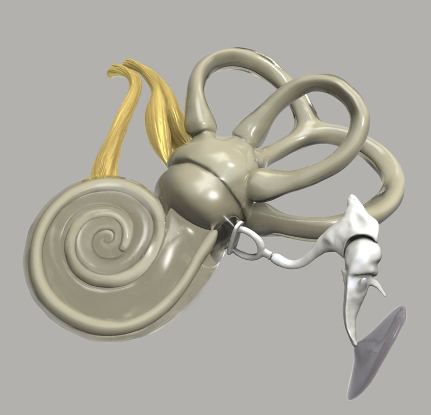 medical illustration of 3D Inner Ear Bones created and optimized for a VR mastoidectomy application in the HoloLens.
Created for Medtronic