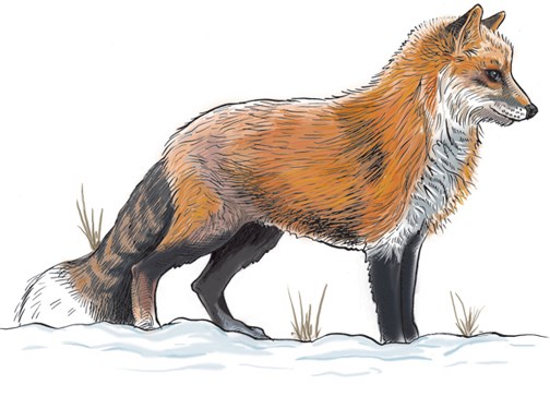 red fox drawing with colour