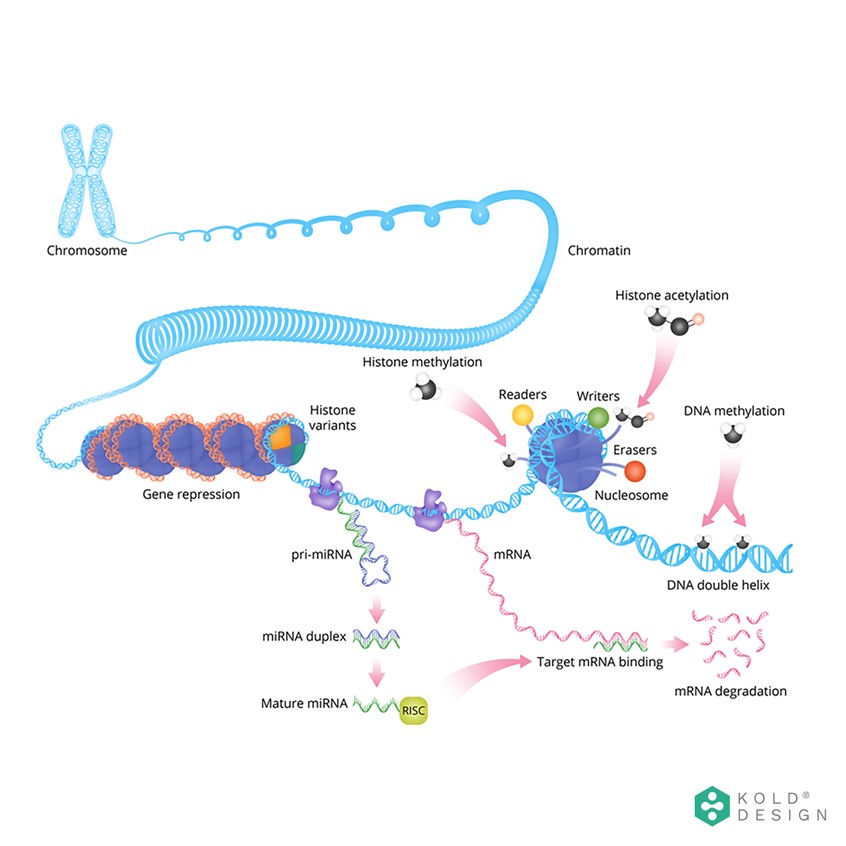 medical illustration of This illustration is part of a review in regard to the major mechanisms in epigenetic regulation. It was made in Adobe Illustrator.