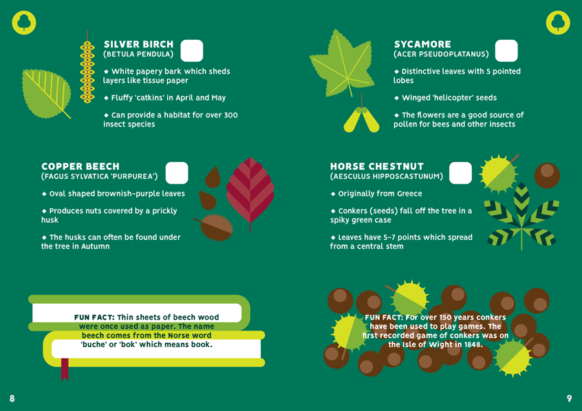 medical illustration of Spread from a tree trail designed for Bruce Castle Museum in London. Silver birch, copper beech, sycamore, horse chestnut, conkers, catkins, nuts, seeds, species, leaf, leaves, trees, nature, natural history, wildlife, natural, flora, plants, vector graphics, ui, user interface, learning, educational, e-learning, worksheet, workbook, remote learning, text book.