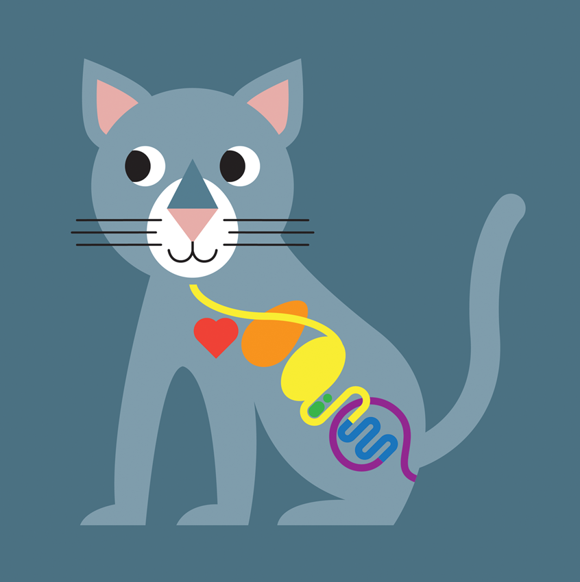 medical illustration of Colorful illustration of the digestive system in a cat. Veterinary, vet, pet health, cat, cats, feline, animals, physician, veterinarian, surgery, surgeon, clinic, metabolism, family, renal, kidney, stomach, colitis, ckd, urinary, large intestine, small intestine, colon, heart, liver, vector graphic, colourful, colour, color, education, information, learning, user interface, animation, e-learning, worksheet, workbook, remote learning, text book.