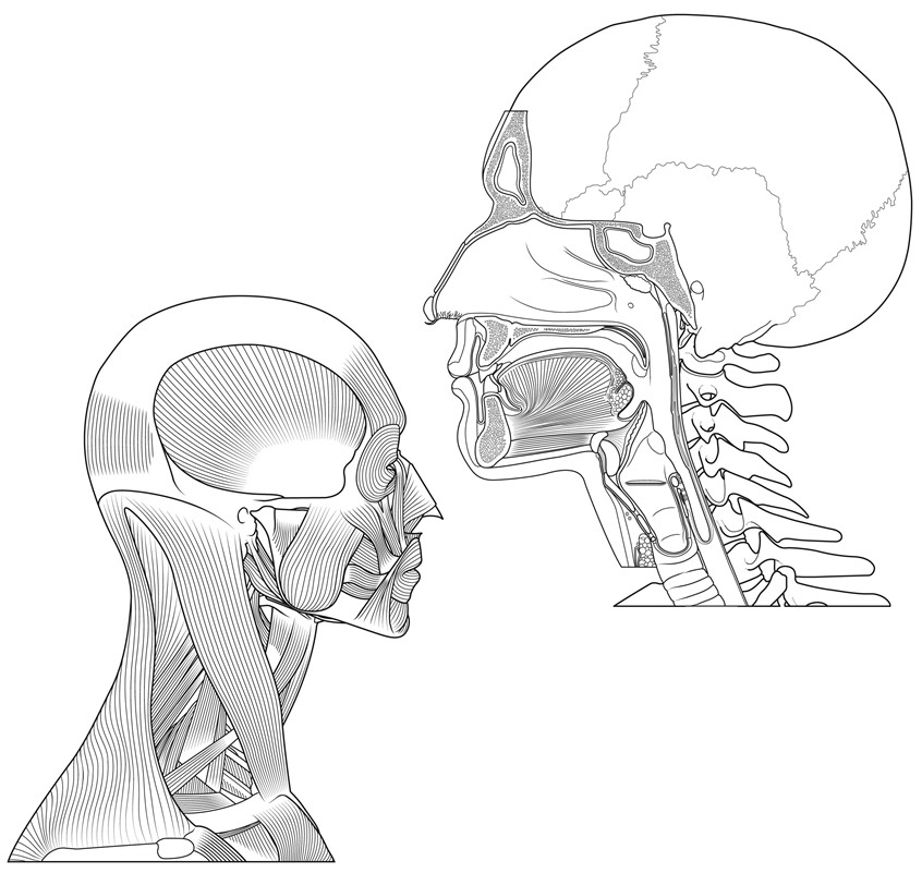 medical illustration of Vector line illustration of the head and muscles for a medical colouring book, Dorling Kindersley