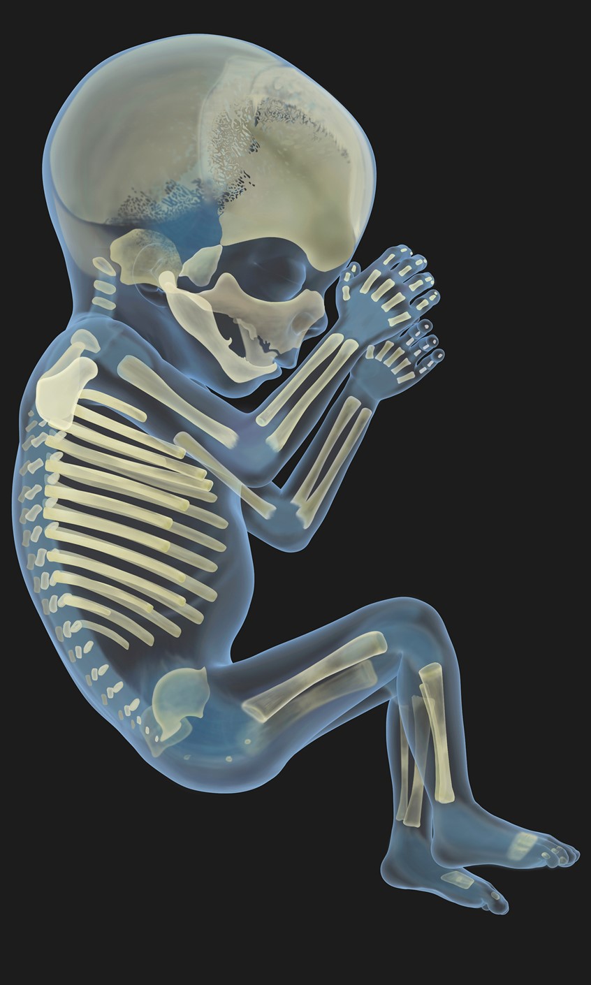 Foetal Skeleton Illustration By Peter Bull Art Studio Medical 