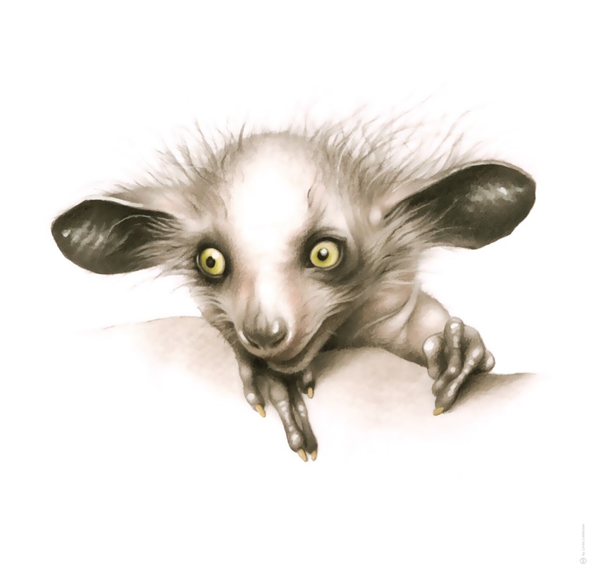 medical illustration of Illustration (drawing) of a Kintana, a Madagascan aye-aye lemur species.
(Zoological Illustration. Zoology. Scientific Visualization. Fauna. Animal. Biology. Primates. Wildlife. Nature. Realism. Art. Drawing.)