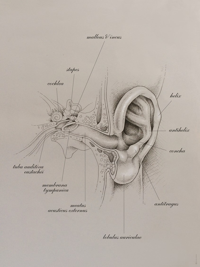 medical illustration of Scientific illustration elaborated for a magazine, complementing an article about hearing aid. It is depicting the main organs´ elements, visualizing them in a retro-style Scientific Visualization manner.
(Anatomical Illustration. Anatomy. Physiology. Morphology. Biology. Medical Illustration. Infographic. Information graphic. Education. Research. Informational. Chart. Drawing. Editorial.)