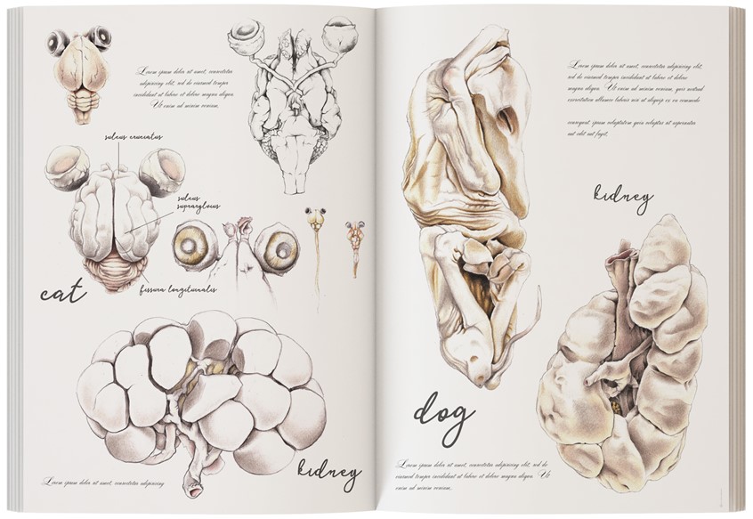 medical illustration of Visualising anatomical studies on animals.
(Zoological Illustration. Natural science. Animals. Fauna. Pathology. Zoology. Foetus. Anatomical Illustration. Anatomy. Biology. Foetus. Malformation. Abnormality. Physiology. Morphology. Teratology. Anatomy. Medical Illustration. Embryology. Scientific Research. Scientific Visualisation. Realism. Drawing)