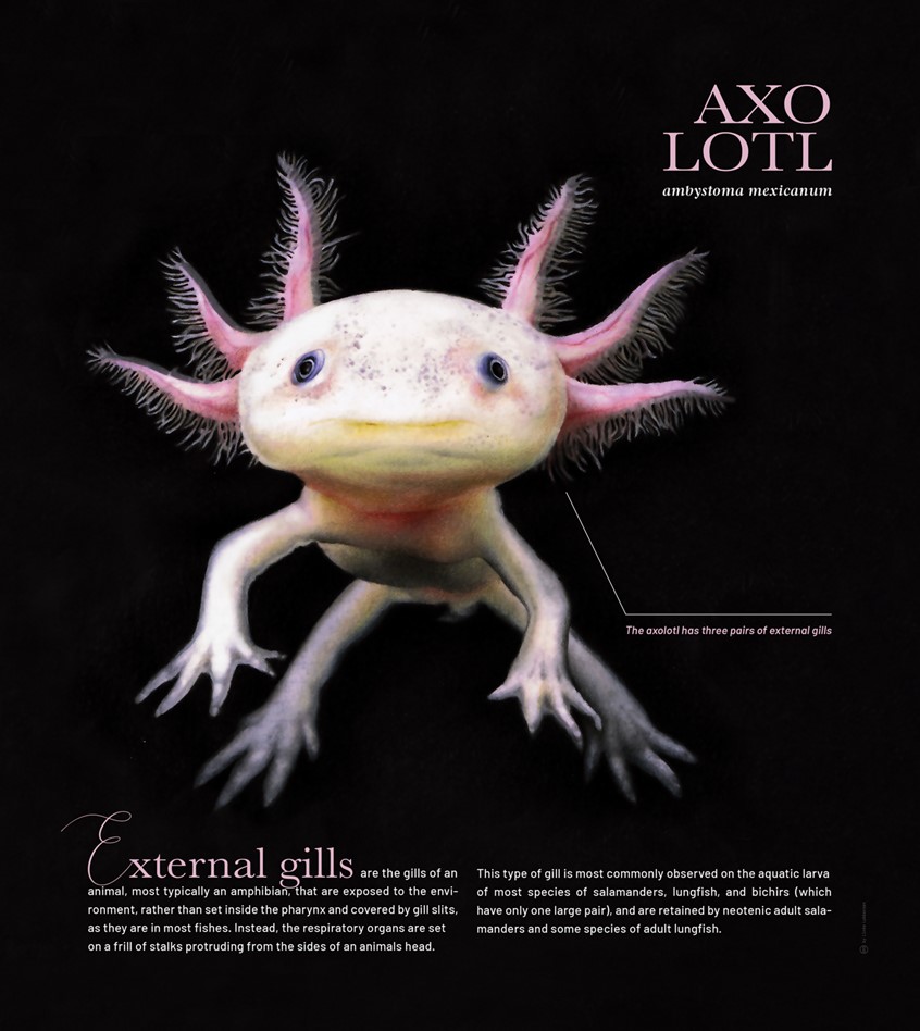 medical illustration of Zoological illustration (drawing) of a neonetic salamander, the axolotl. Illustration is accompanied by explanatory facts about this species.
(Zoological Illustration. Zoology. Biology. Physiology. Morphology. Scientific Visualization. Animal. Fauna. Newt. Amphibia. Water Life. Biology. Nature. Realism. Art. Informational. Information graphic. Education. Research. Infographic. Chart. Graphic Design. Illustration. Editorial.)