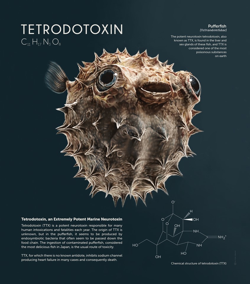 medical illustration of Zoological illustration (drawing) of a pufferfish. The illustration is accompanying explanatory facts about potent neurotoxin tetrodotoxin.
(Zoological Illustration. Zoology. Marine Biology. Marine Animals. Marine Science. Ocean Animals. Physiology. Toxicology. Poison. Nature. Fauna. Biology. Scientific Visualisation. Realism. Art. Infographic. Informational. Information graphic. Illustration. Drawing. Education. Research. Editorial Chart. Graphic Design. Editorial.)