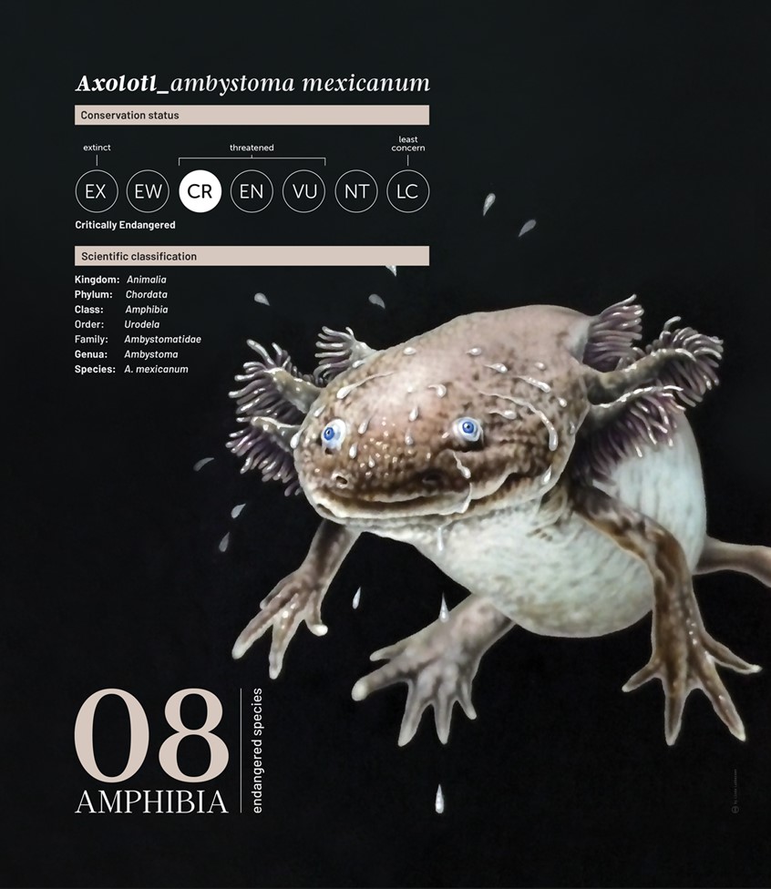 medical illustration of Zoological illustration (drawing) of an axolotl (ambystoma mexicanum) accompanied by specific facts about this animal.
(Zoological Illustration. Zoology. Scientific Visualisation. Newt. Axolotl. Amphibia. Physiology. Water Life. Education. Research. Biology. Information graphic. Infographic. Informational. Chart. Nature. Fauna. Realism. Art. Illustration. Graphic Design)