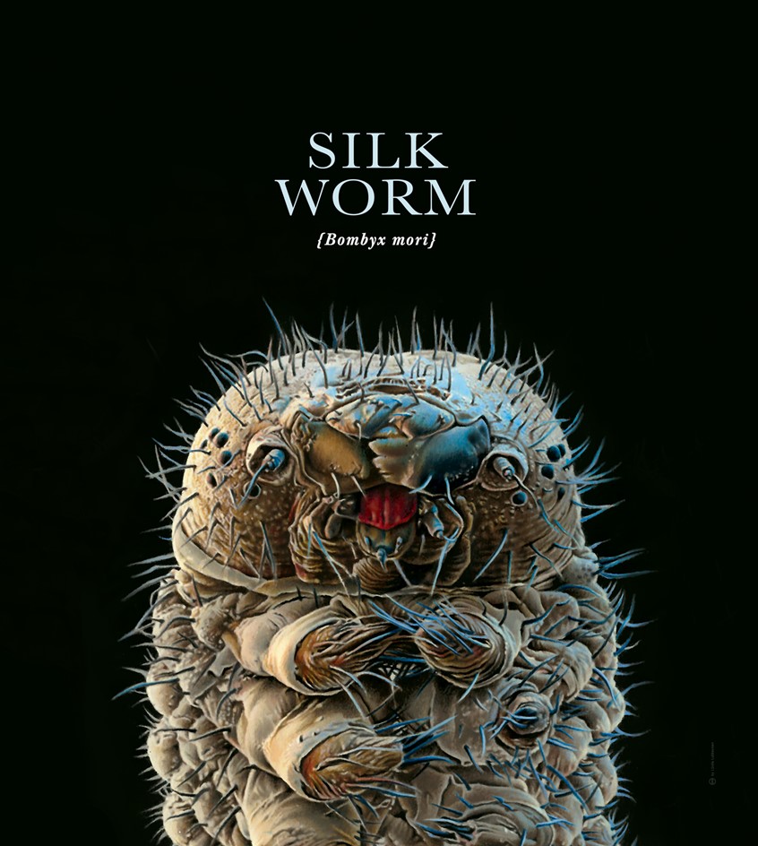 medical illustration of Microscopic scaled Scientific Visualisation (drawing) of a silkworm (bombyx mori).
(Zoological Illustration. Zoology. Entomology. Fauna. Animal. Biology. Microscopy. Physiology. Illustration. Microscopical Illustration. Realism. Art. Infographic. Drawing. Graphic Design)