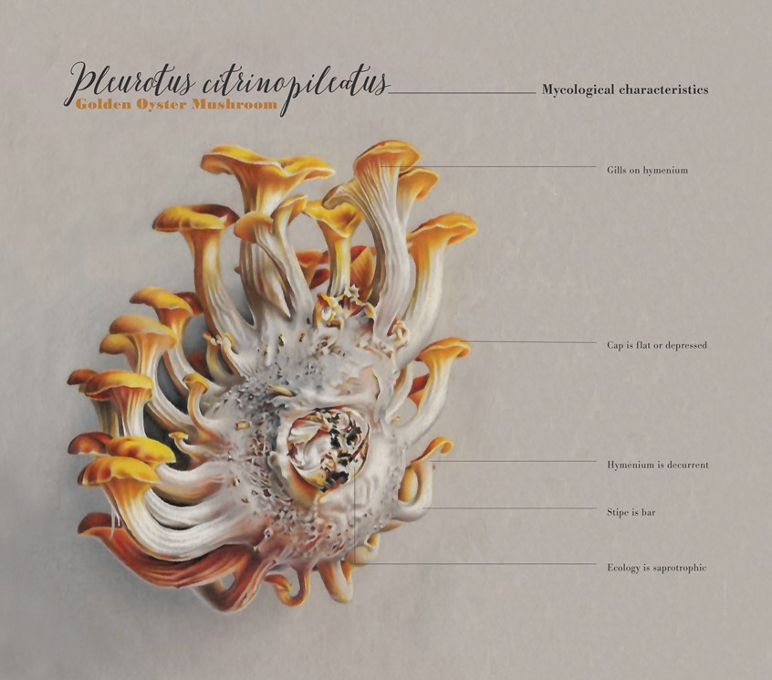 medical illustration of Botanical Visualisation (drawing) of a Golden Oyster Mushroom.
(Botanical Illustration. Botany. Biology. Mycology. Fungus. Mushroom. Physiology. Morphology. Nature. Flora. Education. Research. Informational. Information graphic. Infographic. Chart. Realism. Art. Graphic Design. Illustration.)