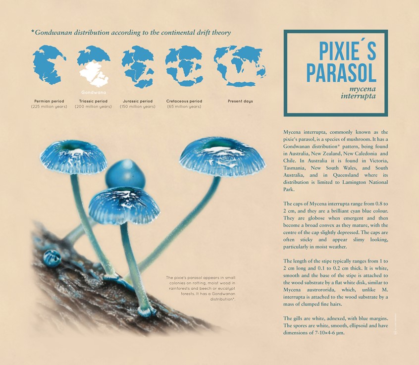 medical illustration of Botanical Visualication (drawing) of Pixie´s Parasol (Mycena Interrupta) mushroom, accompanying specific facts about this fungus (Mycena Interrupta)
(Botany. Fungus. Mycology. Mushroom. Flora. Botanical Visualization. Scientific Visualization. Morphology. Biology. Nature. Natural Science. Education. Research. Vector graphic. Informational Infographic. Chart. Drawing. Realism)