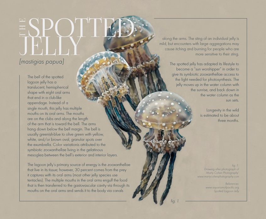 medical illustration of Zoological Visualization (drawing) accompanying specific facts about the spotted jelly (mastigias papua).
(Zoological Illustration. Zoology. Scientific Visualisation. Marine Biology. Marine Animals. Marine Science. Ocean Animals. Medusa. Jellyfish Physiology. Informational. Education. Research. Oceanology. Nature. Fauna. Animals. Natural science. Realism. Art. Infographic. Information graphic. Chart. Graphic Design. Illustration.Drawing. Editorial.)