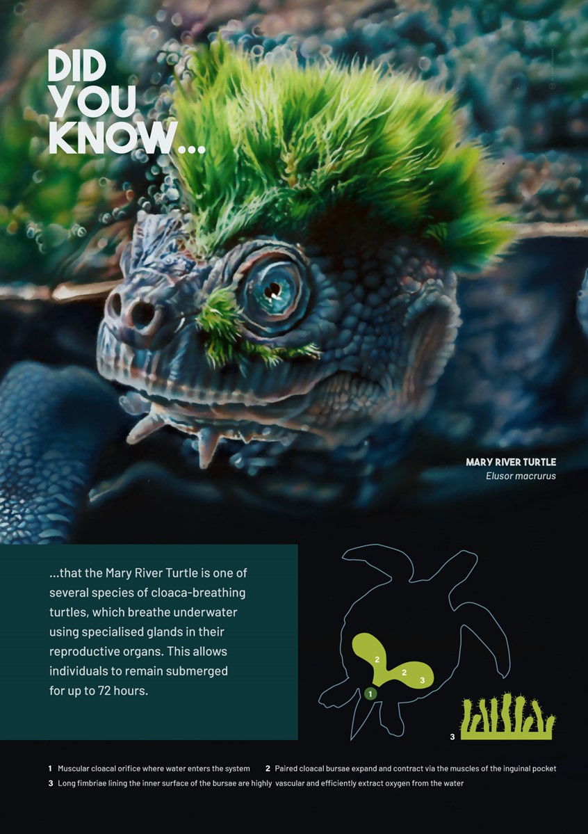 medical illustration of Zoological Illustration (drawing) of a Mary River Turtle (Elusor Macrurus). Visualisation accompanied by explanatory scientific facts about this species.
(Zoological Illustration. Zoology. Animals. Scientific Visualisation. River Biology. Water Animals. Wildlife. Turtle. Science. Physiology. Informational. Nature. Fauna. Realism. Art. Infographic. Information Graphic. Education. Research. Chart. Graphic Design. Illustration. Drawing. Editorial.)
