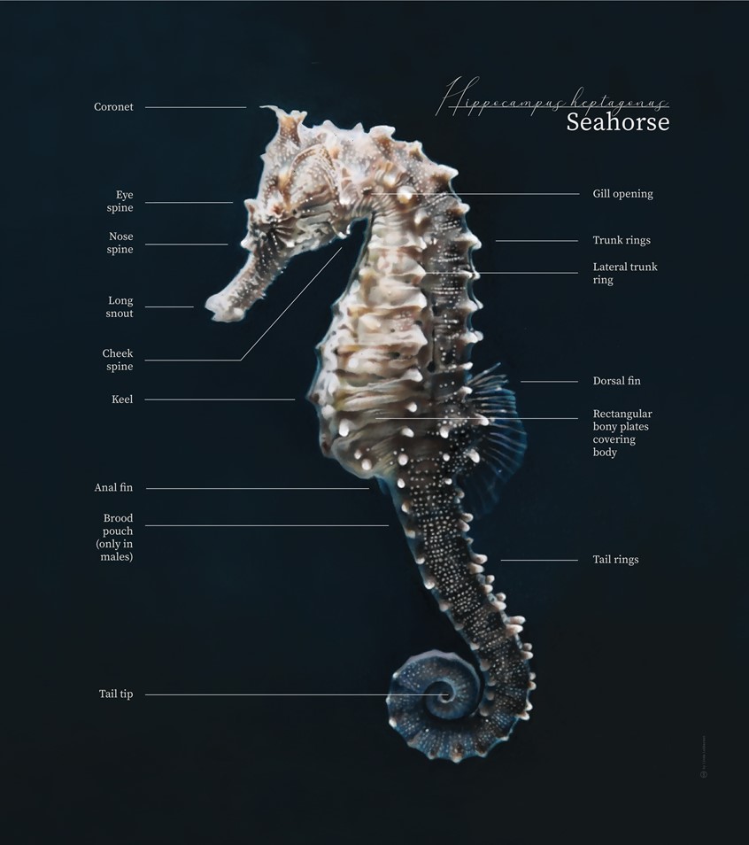 medical illustration of Infographic visualising physiological characteristics of the seahorse (Hippocampus Heptagonus).
(Zoological Illustration. Zoology. Scientific Visualisation. Marine Biology. Marine Animals. Marine Science. Ocean Animals. Seahorse. Physiology. Morphology. Anatomy. Nature. Fauna. Realism. Art. Informational. Infographic. Information graphic. Education. Research. Chart. Graphic Design. Drawing. Illustration. Editorial.)