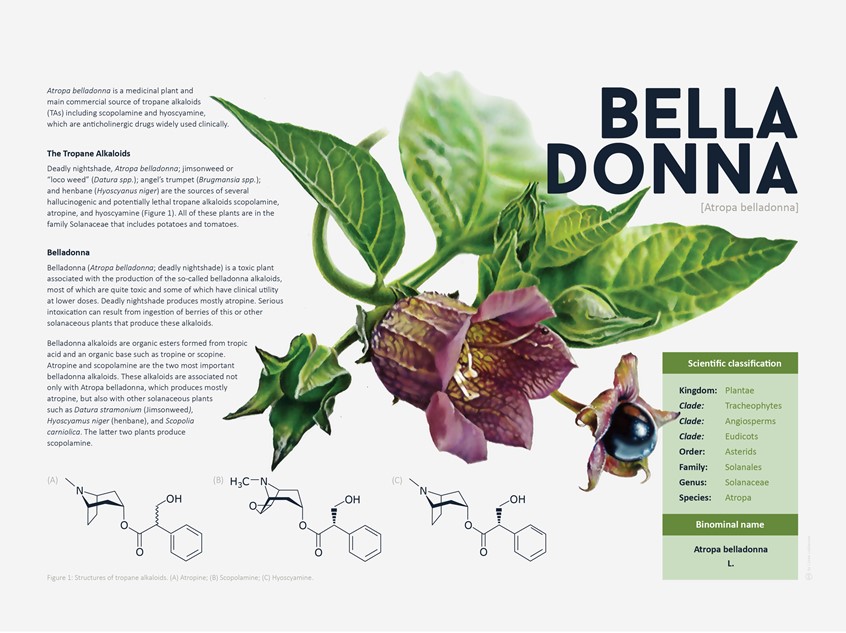 medical illustration of Botanical illustration (drawing) accompanying specific facts about the belladonna plant (atropa belladonna).
(Botany. Chemistry. Toxicology. Medicine. Poison. Flower. Plant. Nature. Flower. Flora. Belladona. Biology. Scientific Visualization. Realism. Art. Infographic. Informational. Chart. Graphic Design. Vector graphic. Illustration. Education. Research. Natural Science. Information graphic. Drawing. Editorial.)