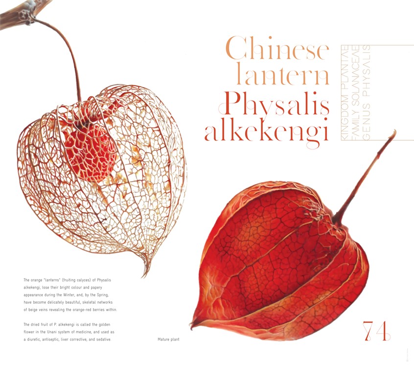 medical illustration of Botanical illustrations (drawings) accompanying specific facts about the chinese lantern plant (physalis alkekengi).
(Botany. Chemistry. Toxicology. Poison. Medicine. Flower. Plant. Chinese Lantern. Education. Research. Nature. Flora. Biology. Scientific Visualisation. Realism. Art. Infographic. Information graphic. Informational. Chart. Graphic Design. Illustration. Drawing. Editorial.)