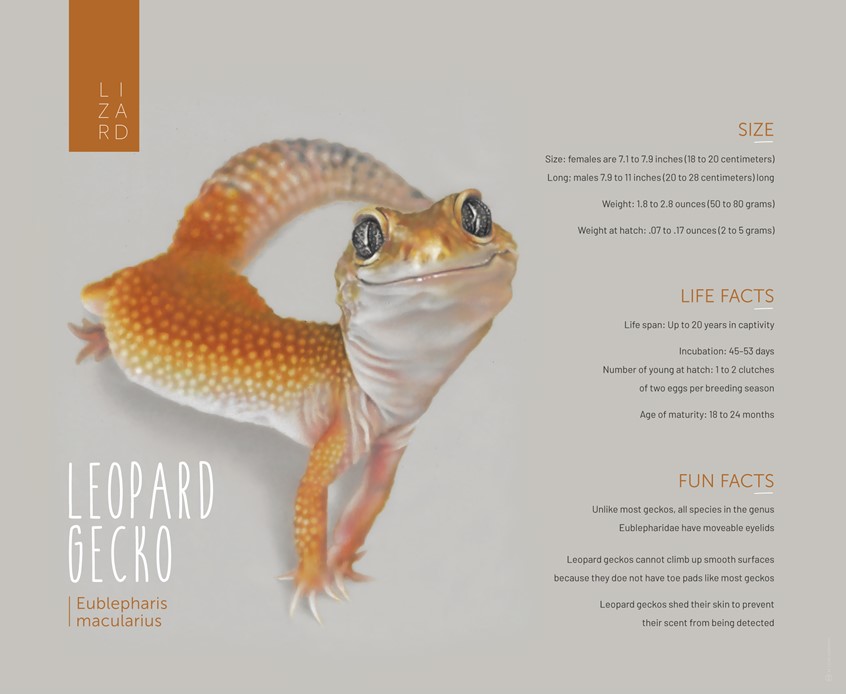 medical illustration of Zoological Illustration accompanied by explanatory scientific facts about the Leopard Gecko (Eublepharis Macularius).
(Zoological Illustration. Zoology. Scientific Visualisation. Lizard. Amphibia. Physiology. Wildlife Biology. Animals. Informational. Infographic. Information graphic. Education. Research. Chart. Nature. Fauna. Animals. Realism. Art. Graphic Design. Illustration. Drawing. Editorial.)