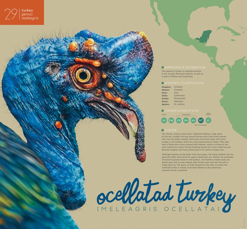 medical illustration of Zoological illustration (drawing) of a Ocellated Turkey (Meleagris Ocellata), accompanied by explanatory scientific facts about this species.
(Zoological Illustration. Zoology. Scientific Visualization. Physiology. Informational. Wildlife. Biology. Infographic. Information Graphic. Chart. Cartography. Geography. Natural Science. Turkey. Educational. Research. Nature. Fauna. Animals. Realism. Art. Graphic Design. Illustration. Drawing. Editorial.)