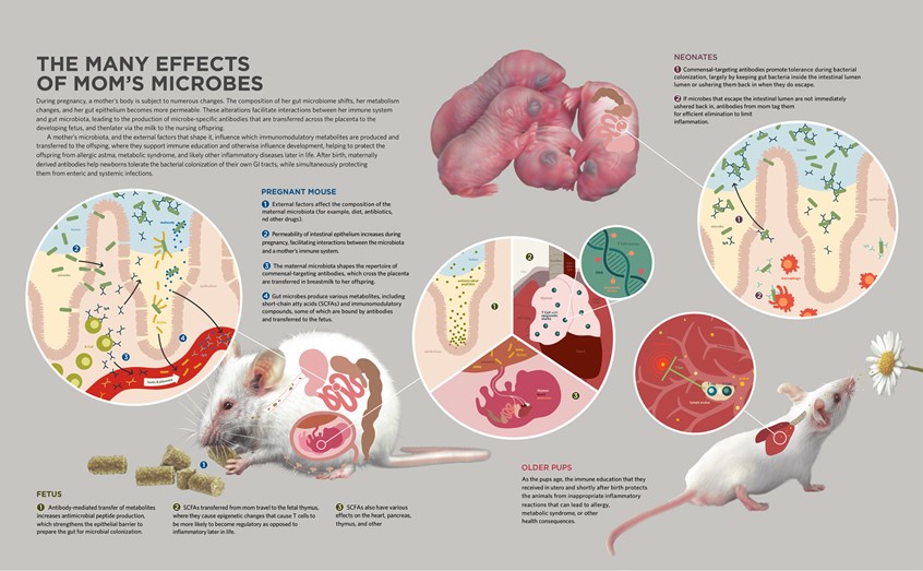 medical illustration of Scientific infographic on the assumed positive effects on mother mouses´ gut microbes on its´ offsrping.
Spread published in August 2021 issue of The Scientist Medical-biological infographic accompanied by explanatory text about this subject. Realistical drawings of mother mouse, neonatal pups and older pup, complemented by schematic vector illustrations of biological procesces displayed in