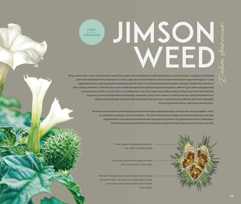 medical illustration of Botanical Illustration (Drawing) of the jimsonweed plant (Datura stramonium), accompanied by scientific information about its properties
Botanical Illustration, Natural Science, Botany, Jimsonweed, Toxicology, Flora, Infographic, Scientific Visualisation, Plants, Flowers, Seeds, Nature, Alternative Medicine, Information Graphic, Information Chart, Chart, Education, Educational, Science. Illustration. Drawing. Editorial.