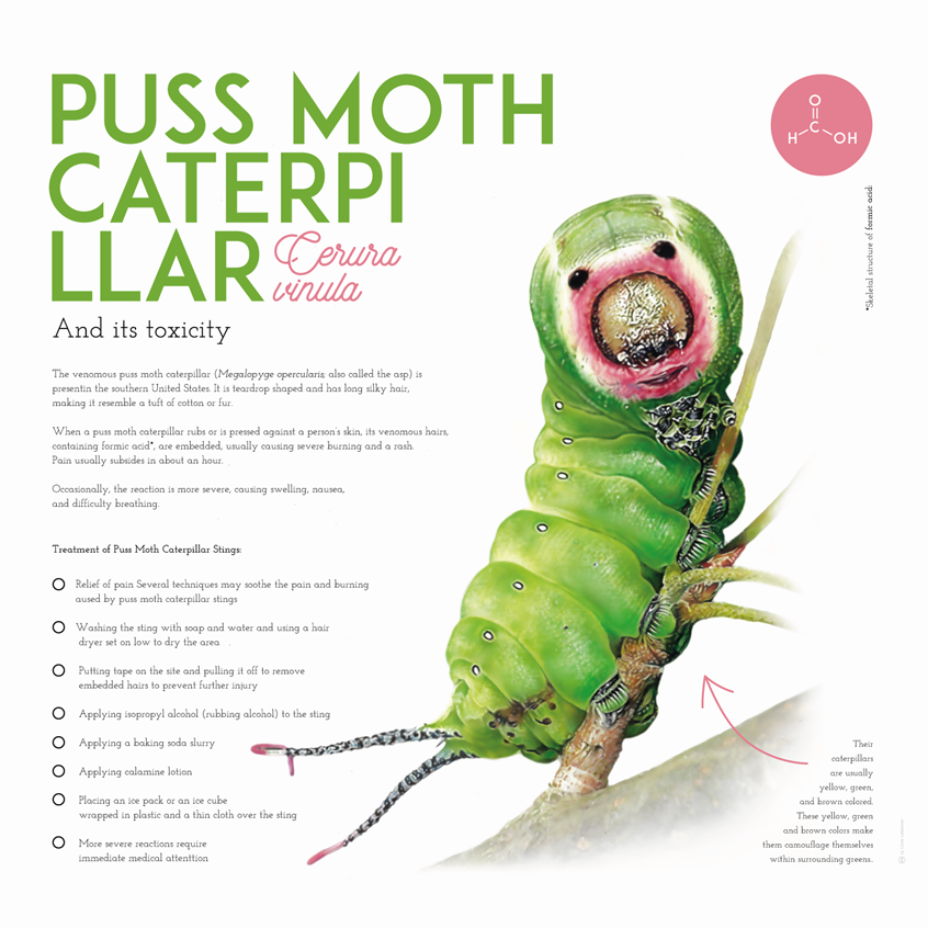 medical illustration of Illustration accompanied by explanatory scientific facts about the puss moth caterpillar and its toxic properties
(Zoological illustration, scientific illustration, science art, realism art, natural science, fauna, animals, caterpillars, puss moth caterpillar, information graphic, graphic design, insects, entomology, educational, research, editorial)