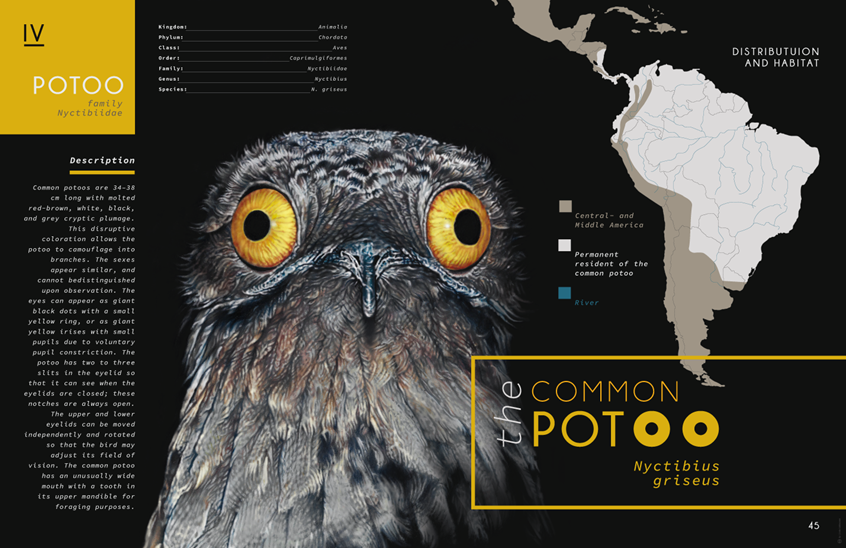 medical illustration of Zoological illustration (drawing) accompanied by explanatory scientific facts about the common potoo (Nyctibius griseus)
(Zoological Illustration. Zoology. Scientific Visualization. Science. Physiology. Ornithology. Informational. Wildlife. Biology. Infographic. Chart. Cartography. Geography. Nature. Fauna. Animals. Realism. Art. Graphic Design. Information Graphic. Owl. Common potoo. Ophtalmology. Education. Research. Illustration. Drawing. Editorial.)