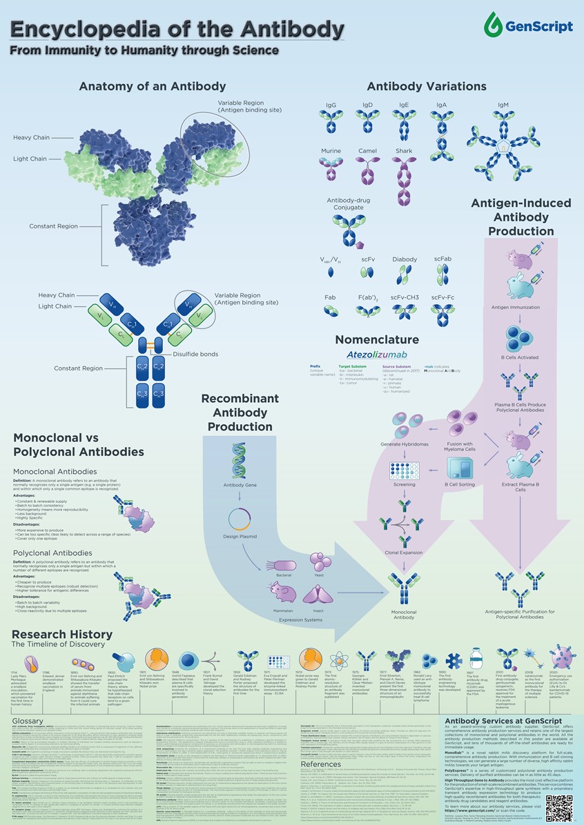 medical illustration of The purpose of this large-format illustration was to highlight the client's robust industry knowledge of antibody resources in a way that is aesthetically pleasing and invites being hung in a communal lab space while secondarily advertising the client's cutting-edge antibody production portfolio.