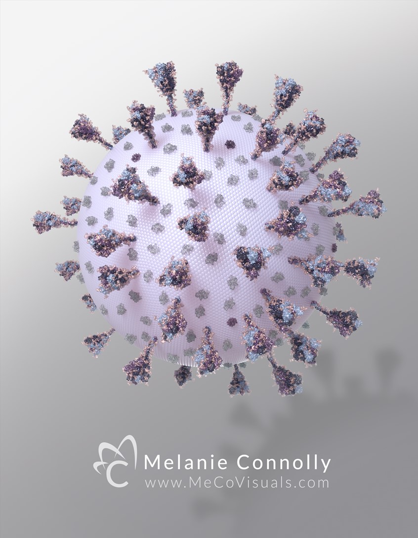 medical illustration of This 3D rendering of the virus that causes COVID-19 is based on AMI Members' combined efforts and structures from the Protein Data Bank. The image includes numerous M surface protein dimers courtesy of the Feig lab, a few E pores (PDB 5X29), and several large glycosylated trimer S spikes courtesy of Rommie Amaro at the UCSD Amaro Lab.