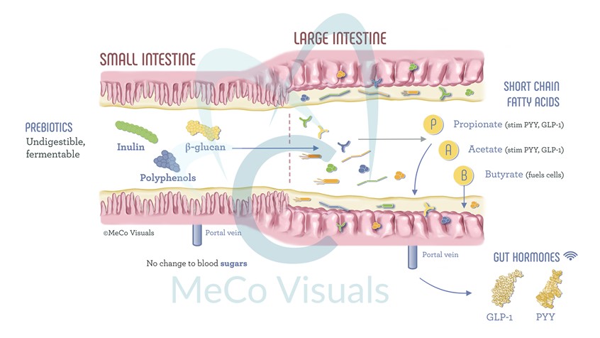 medical illustration of Molecules involved in digestion & metabolism within the microbiome of the small and large intestines. The illustration was created to display an ingestible microbiome modulator targeted toward patients with diabetes.