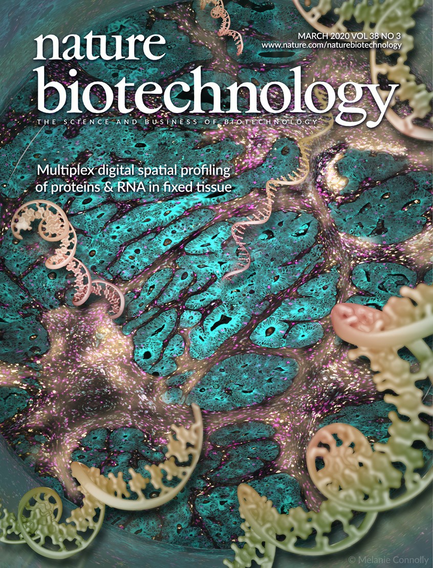 medical illustration of This proposed cover for Nature Biotechnology highlights the client’s technology for studying tumor samples. Using a tiny network of mirrors beneath the cancer slide, a researcher can choose to reflect light only on a particular type of tissue. Light-activated RNA oligos are then cleaved and sucked into a small tube above the tissue sample. This novel technique gives the researcher both morphological and genetic data from the same reusable sample.