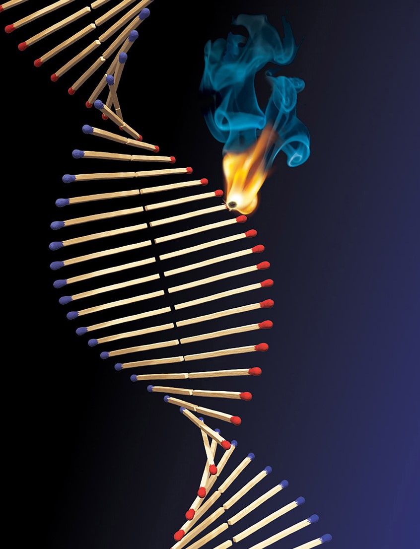 medical illustration of F/C illustration of DNA double helix made of matchsticks, digital image, 3D, 3D character, photoshop image, photo-realism, realistic images, retouching 3D imaging, images of cutaways, technical images, science, scientific images, vector images, product images, medical, pharmaceutical, conceptual images, humor, animals, dinosaurs, landscapes, fantasy, people, corporate, book covers, magazines, fantasy.