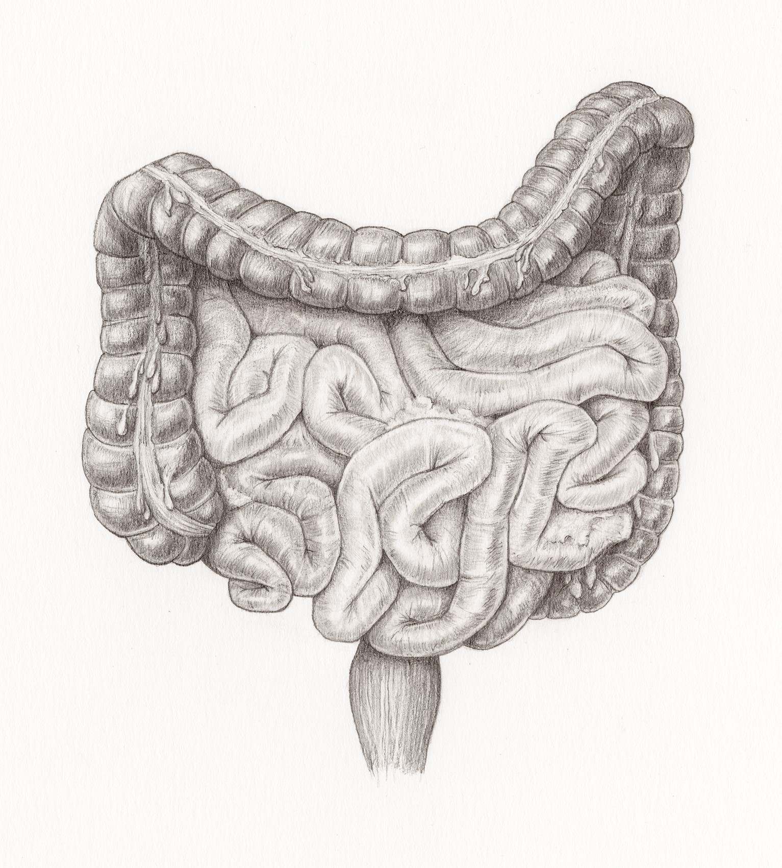 large intestine drawing with pencil