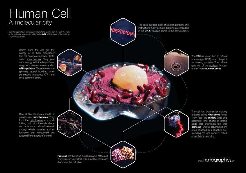medical illustration of Each hexagon shows a molecular detail of one specific part of a cell. The name of the molecular structure is highlighted in bold, while the part of the cell it belongs to is underlined.